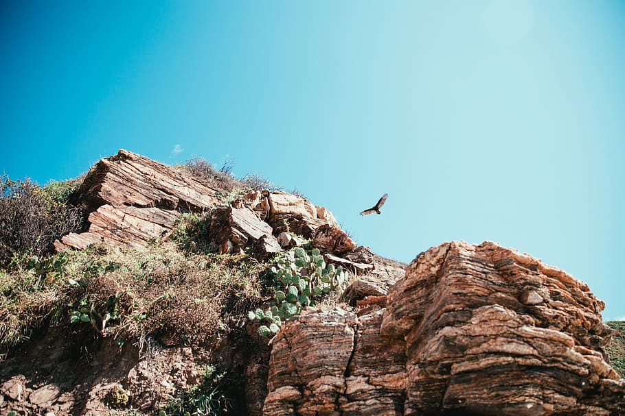 Hawk hunting over desert cliff during the day time, Branch, Cactus HD wallpaper