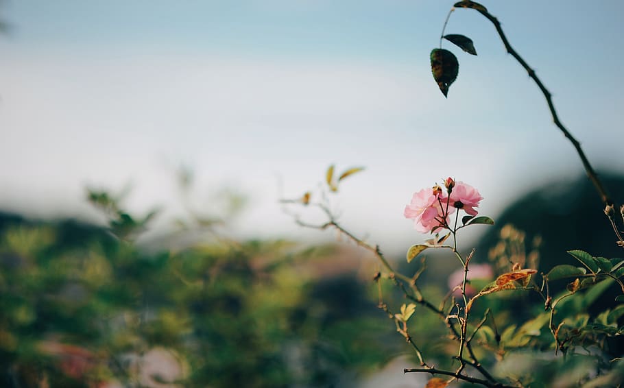 Pink Rose Selective-focus Photo, beautiful, bloom, blooming, blossom HD wallpaper
