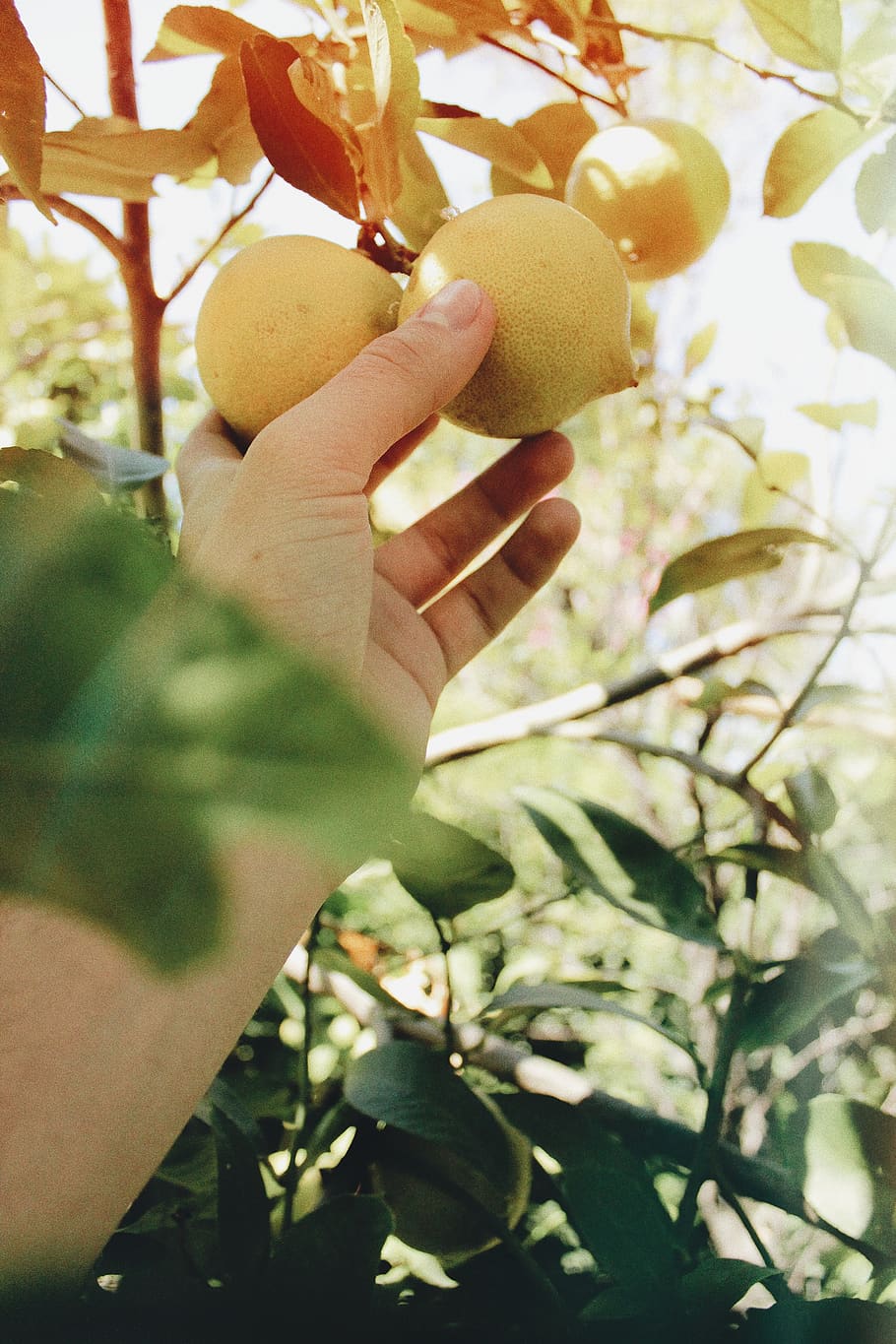 argentina, buenos aires, human hand, plant, food, fruit, food and drink HD wallpaper
