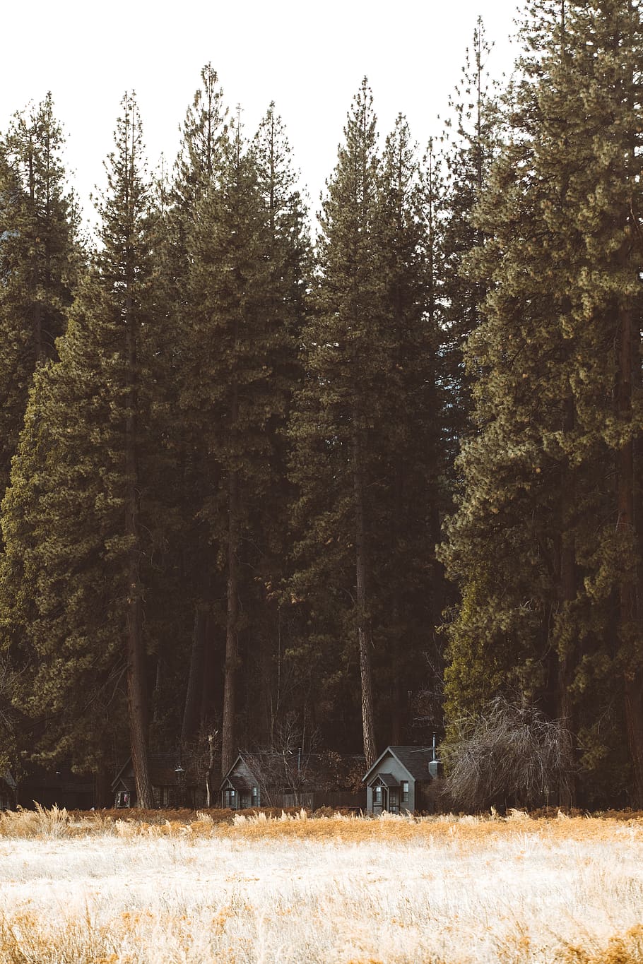 green-leafed trees during daytime, plant, fir, abies, conifer HD wallpaper