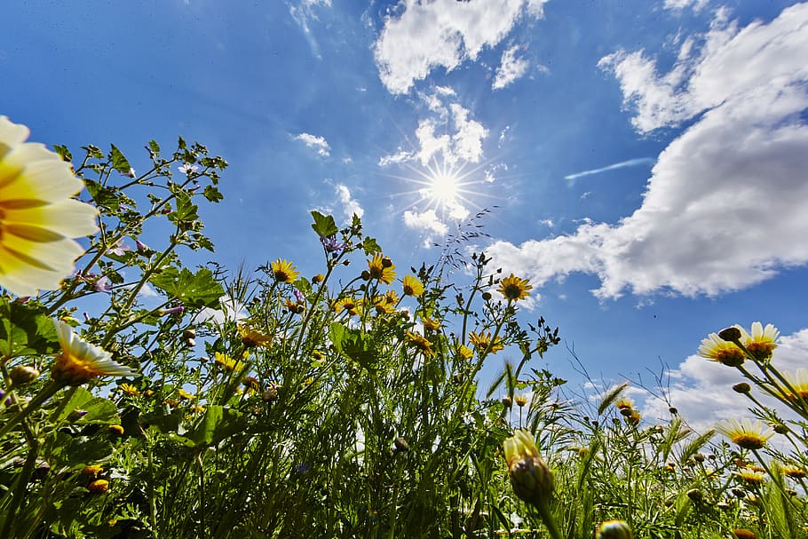 spain, majorca, plant, sky, flower, growth, freshness, cloud - sky HD wallpaper