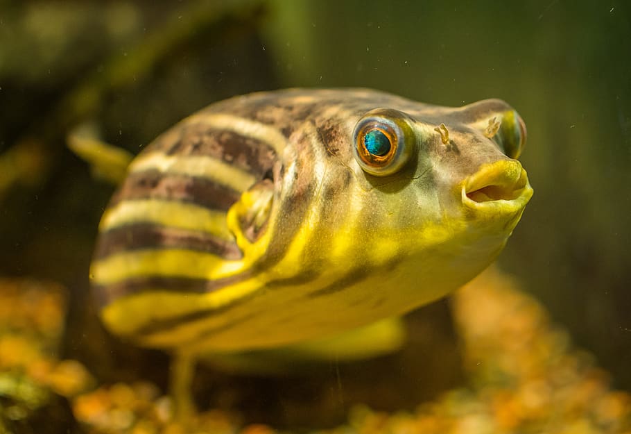 fish, aquarium, animal themes, animals in the wild, one animal HD wallpaper