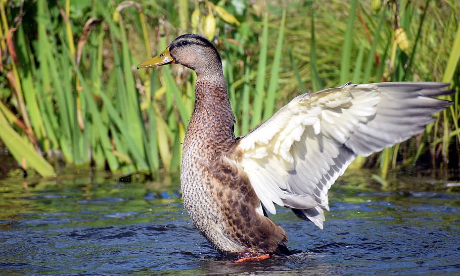 duck, feather, wing, water, animal, water bird, swim, bill HD wallpaper