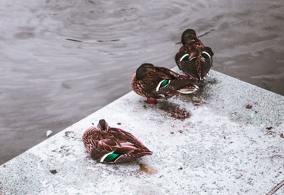 ducks, nature, lake, snow, day, animal, animal themes, cold temperature HD wallpaper
