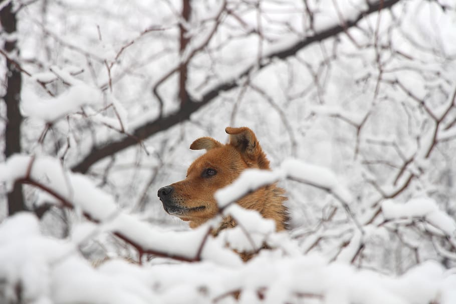 Short-coated Brown Dog Surrounded by Snow, animal, cold, cute HD wallpaper