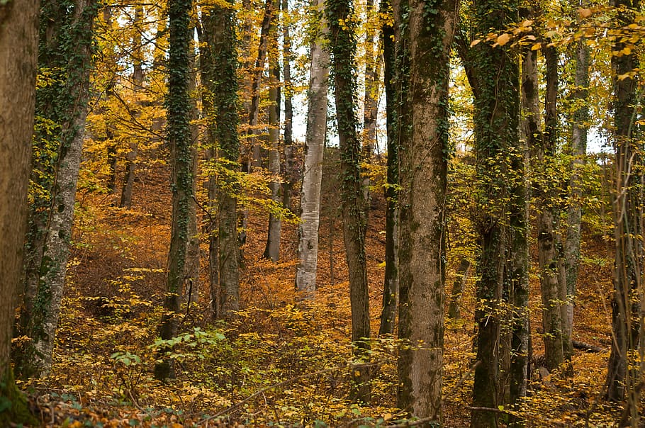 forest, autumn, trees, leaves, forest floor, mood, color, scenic HD wallpaper