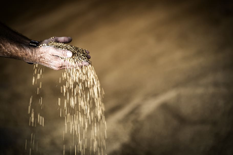 hand, grain, yellow, human body part, human hand, one person HD wallpaper