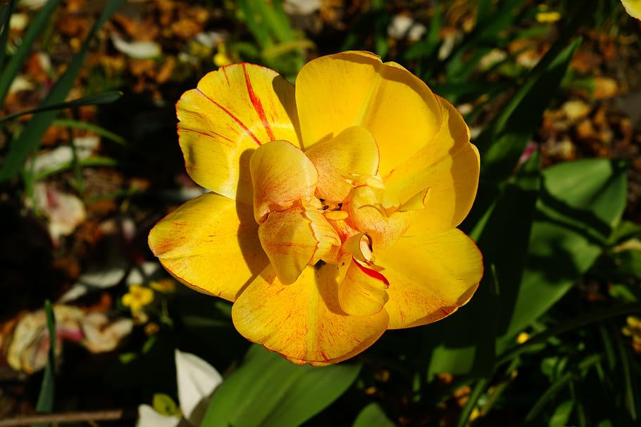 tulip, yellow, spring, flower, blossom, bloom, nature, plant HD wallpaper
