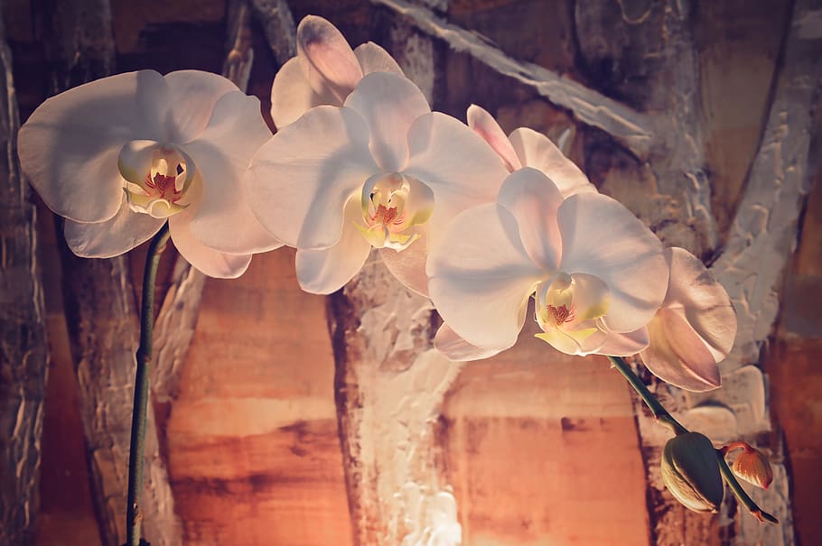 orchids, flowers, mood, light, close up, color, trees, painting HD wallpaper