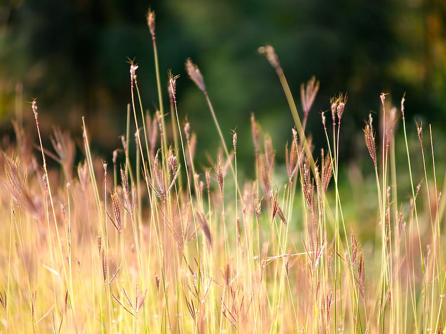 flowers, field, nature, growth, plant, land, beauty in nature HD wallpaper