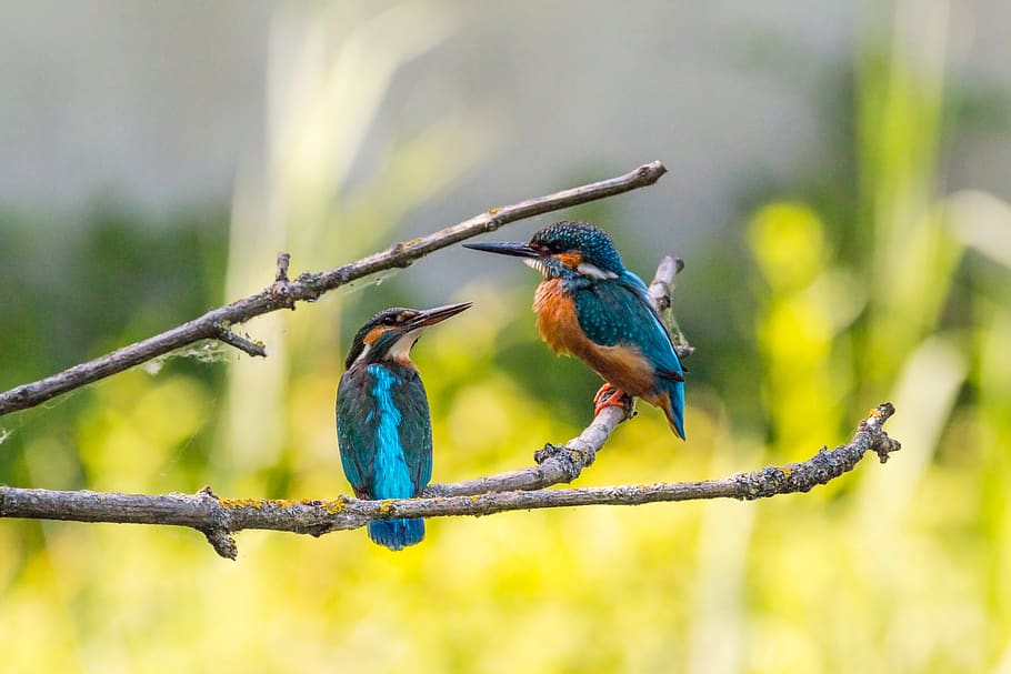 Selective Focus of Two Kingfisher Birds on Tree Branch, animals HD wallpaper