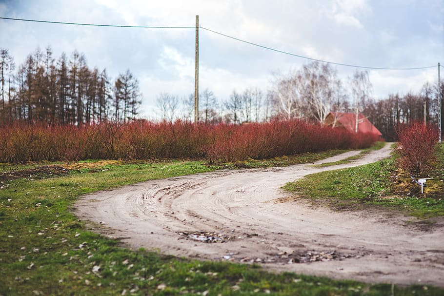 Country road, environment, flora, grass, guidance, landscape HD wallpaper