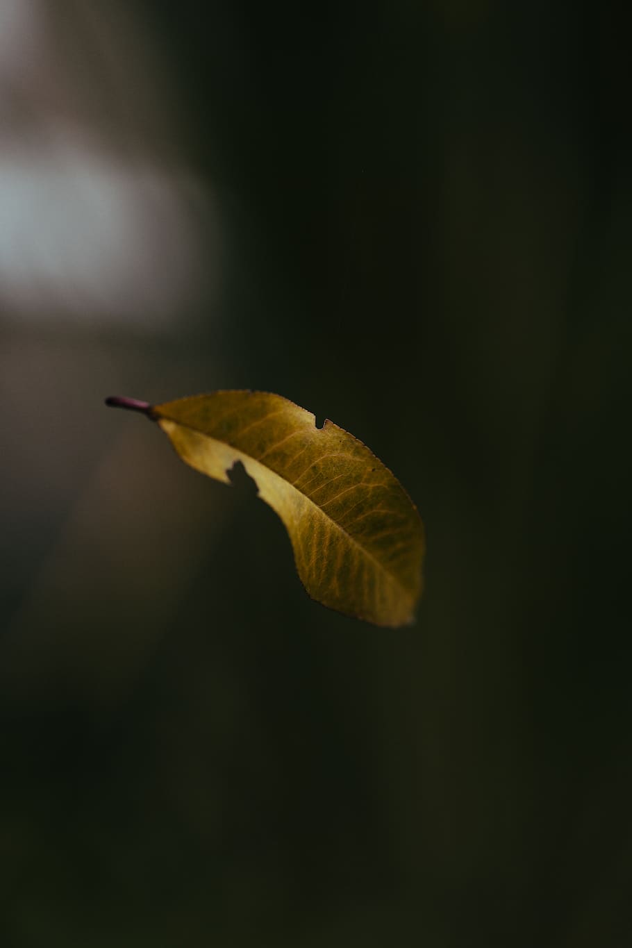 green leaf, plant, veins, bird, animal, germany, tree, float HD wallpaper