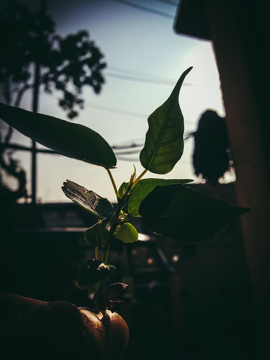Green Leafed Plant, backlit, plant part, nature, human body part HD wallpaper