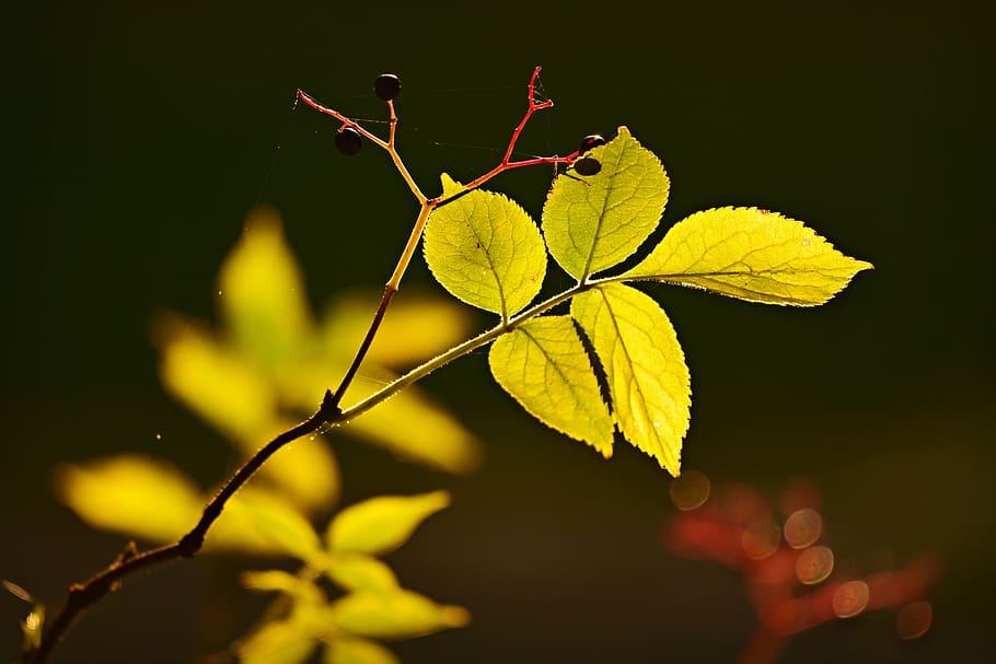 twig, leaf, vein, pattern, foliage, growth, bright, autumn HD wallpaper
