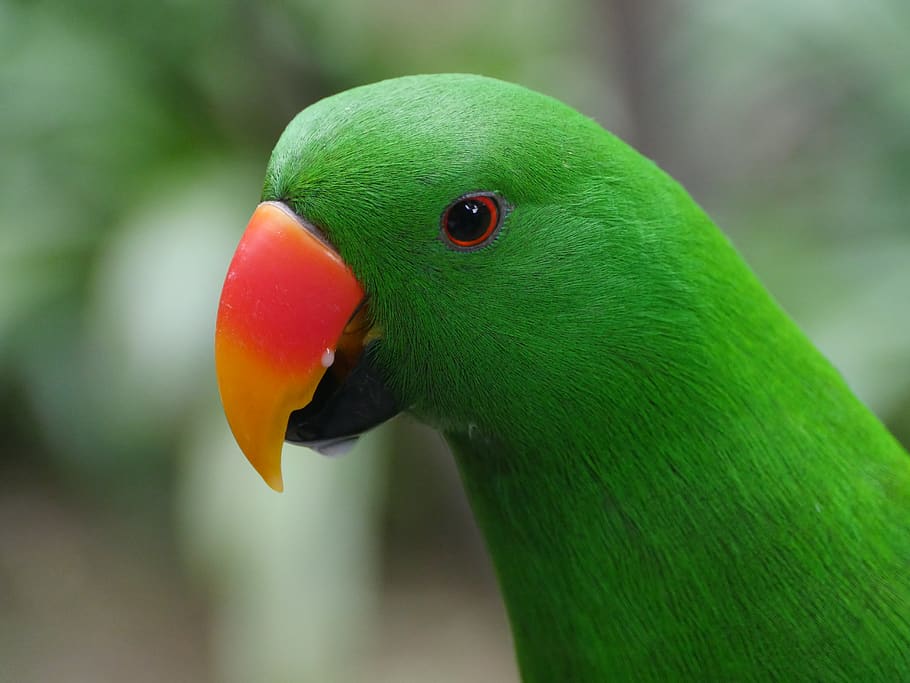 animal themes, one animal, vertebrate, bird, animal wildlife HD wallpaper