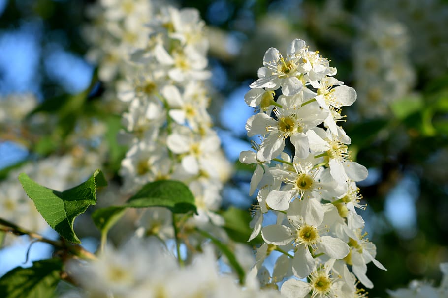 blooming, spring, flower, flowering plant, fragility, freshness HD wallpaper