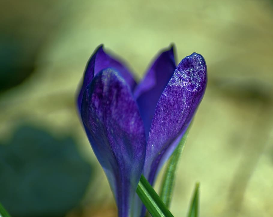 crocus in ozark spring, blossom, bloom, flower, purple, plant, HD wallpaper