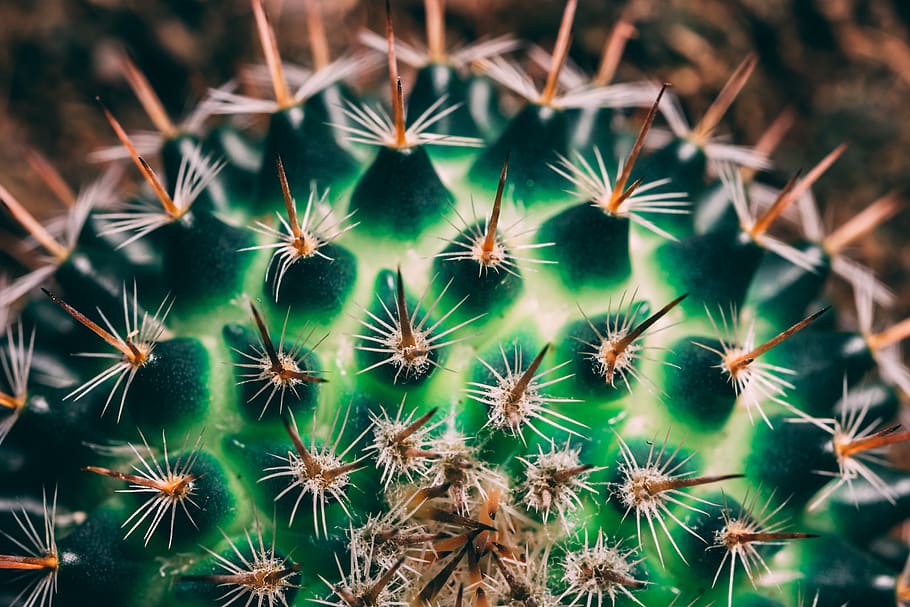 beauty in nature, succulent plant, growth, cactus, no people HD wallpaper