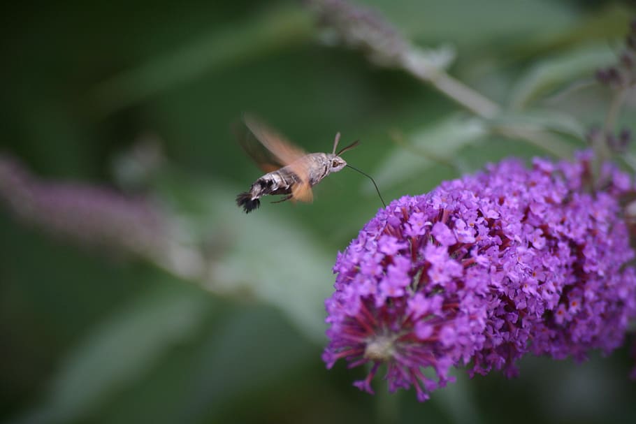hoverfly, budlea, flowr, nectar, drinking, wildlife, nature HD wallpaper