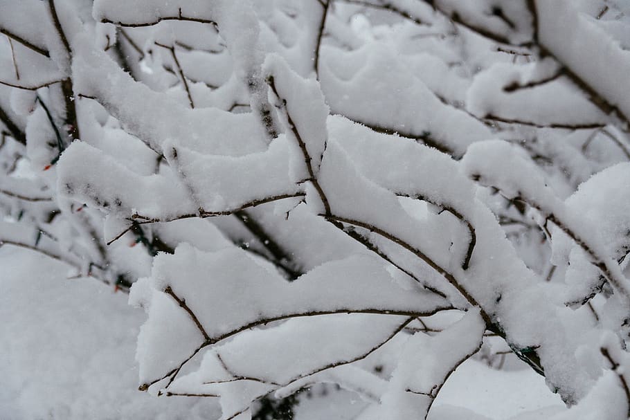 white, flake, snowstorm, blanket, thick, tree, branch, winter HD wallpaper