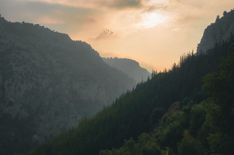 nature, outdoors, mountain, mountain range, tree, plant, fir HD wallpaper