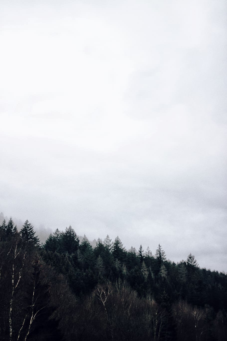 green trees under gray clouds, plant, sky, beauty in nature, tranquility HD wallpaper