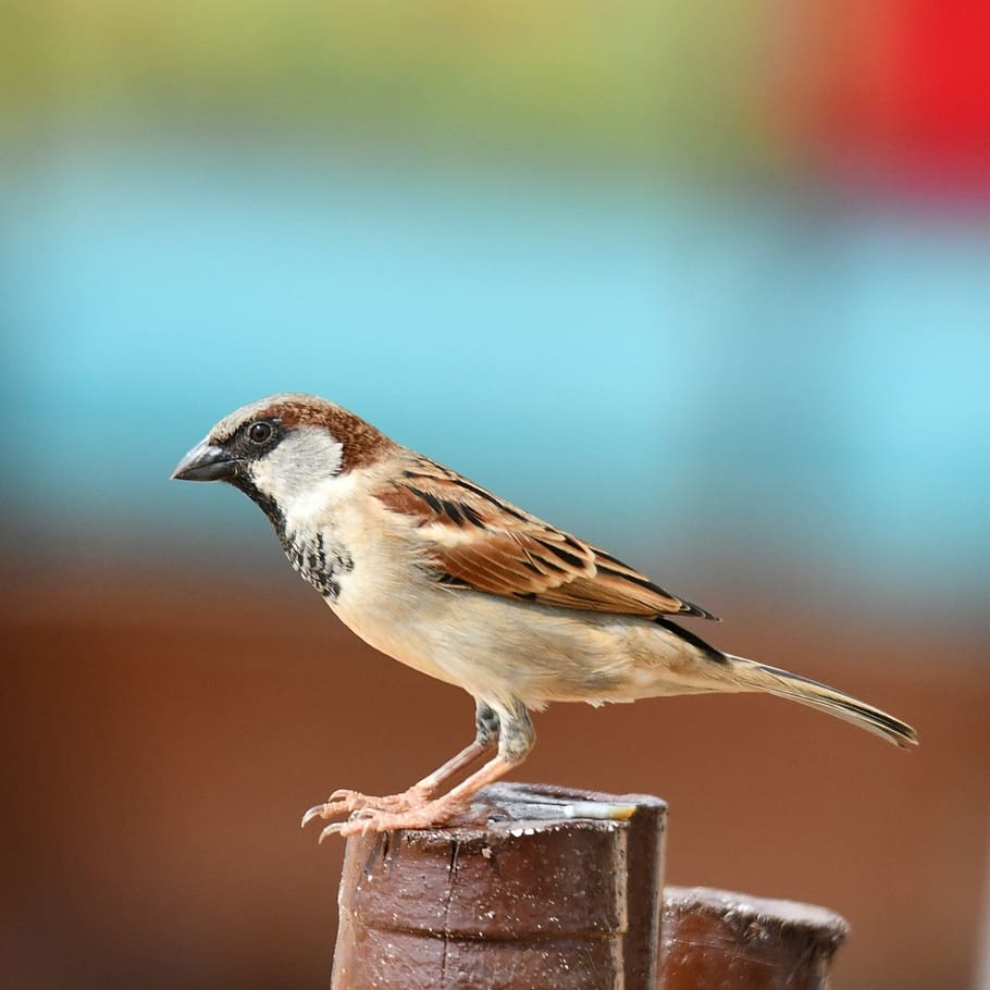 bird, sparrow, wildlife, outdoors, animal, nature, songbird, HD wallpaper