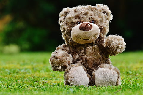 HD wallpaper: Brown Teddy Bear Sitting on Grass, cute, stuffed animal, toy  | Wallpaper Flare