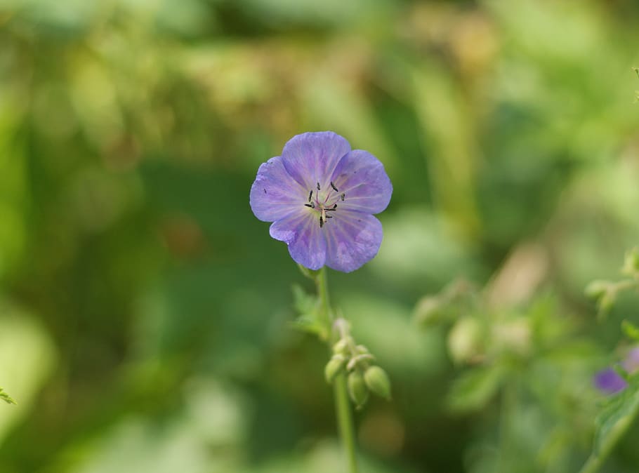 geranium, meadow, flower, blue, summer, botany, types, plant HD wallpaper