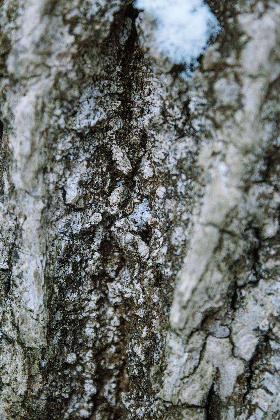 plant, tree, tree trunk, outdoors, nature, moss, rock, vegetation HD wallpaper