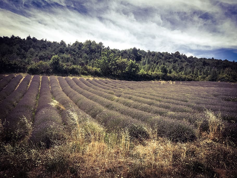 lavandefield, lavender, plant, growth, tranquility, landscape HD wallpaper
