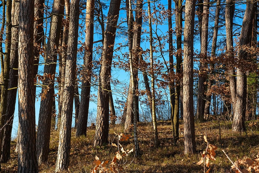 trees, log, tree trunks, oak forest, nature, forest floor, land HD wallpaper