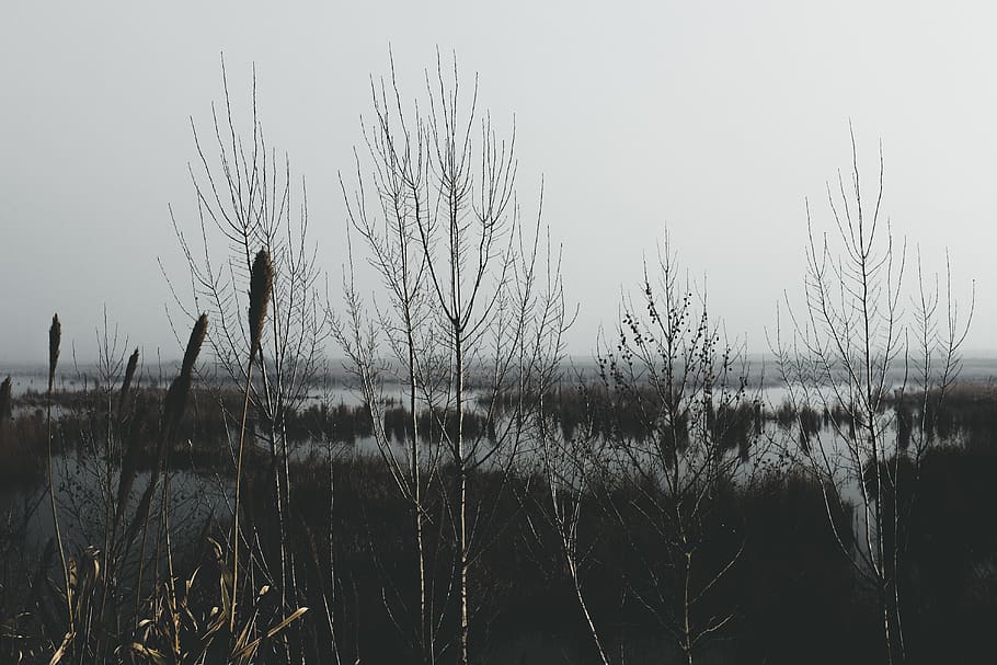 bare trees low light photography, grass, plant, nature, grey HD wallpaper