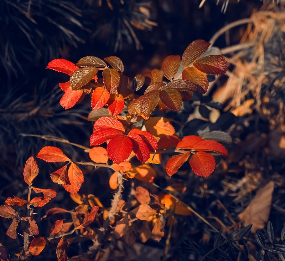 belarus, plant, beauty in nature, leaf, plant part, close-up HD wallpaper