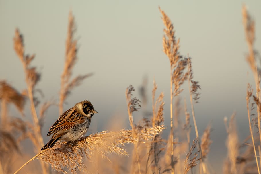 brown bird during daytime, grass, plant, animal, sparrow, lawn HD wallpaper