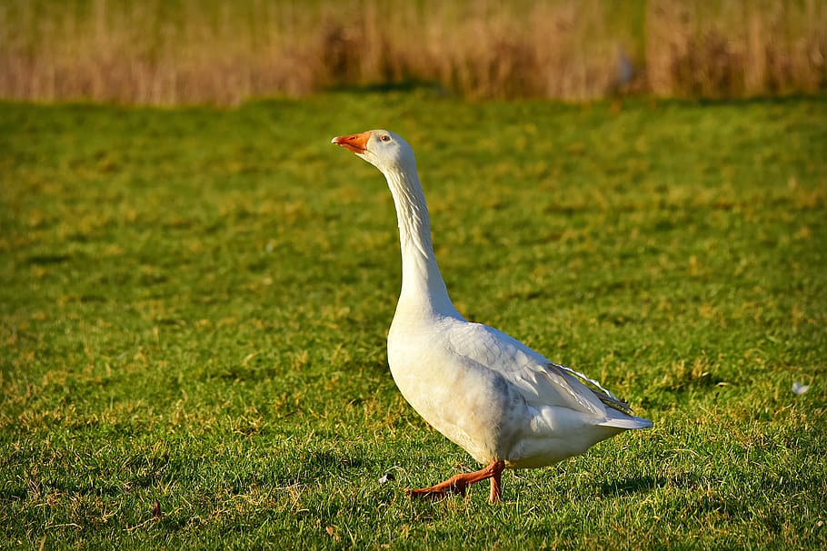 goose, water bird, water fowl, animal, plumage, feather, bill