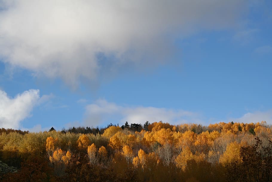 nature, autumn, forest, tree, colors, landscape, trees, environmental HD wallpaper