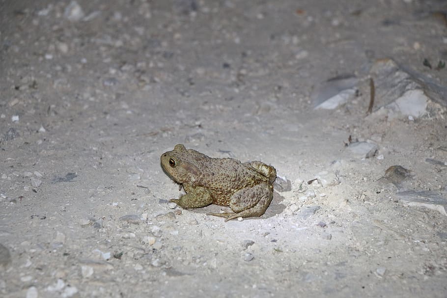 frog, toad, amphibian, nature, cute, one animal, animal themes HD wallpaper