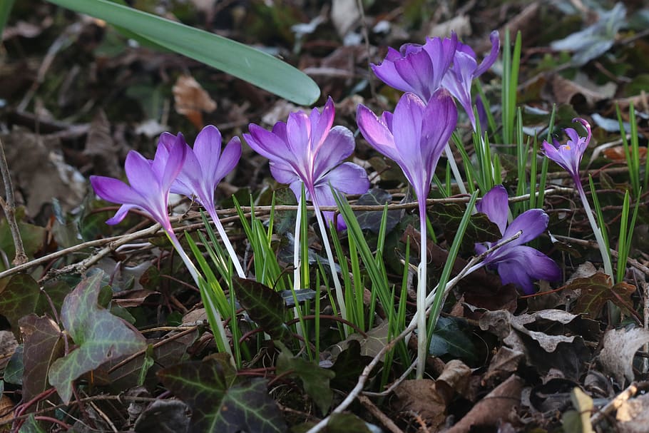 crocus, flowers, nature, violet, spring, plants, garden, undergrowth HD wallpaper