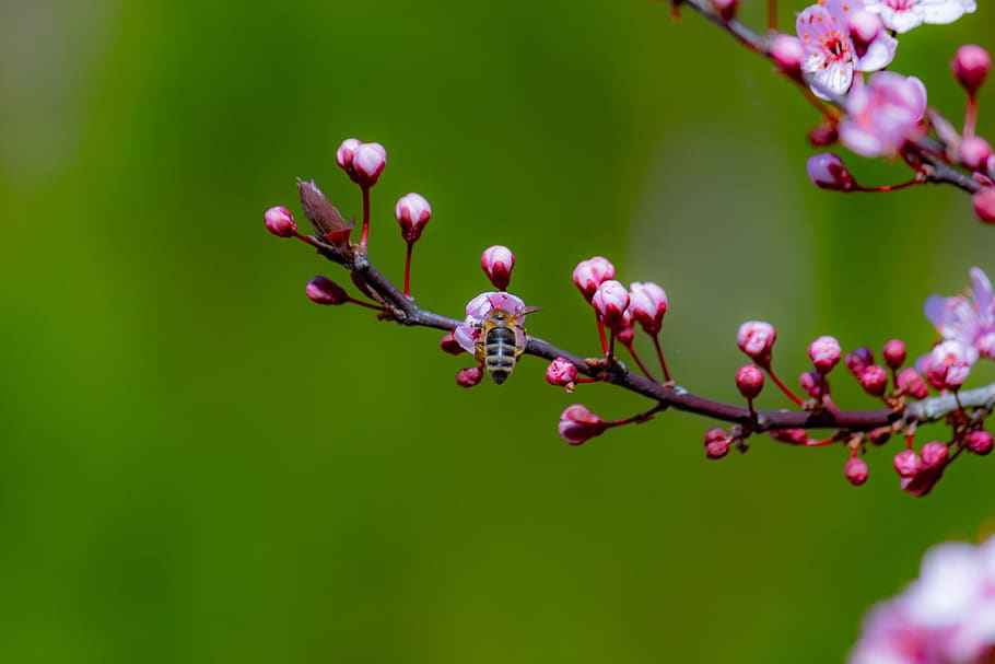pink petaled flower, plant, growth, beauty in nature, flowering plant HD wallpaper