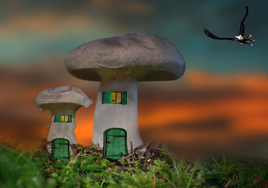 mushroom, bird, eagle, wild, animal, field, no people, nature HD wallpaper