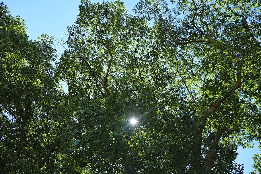leafs, sun, flare, tree, bright, season, nature, growth, backlighting HD wallpaper