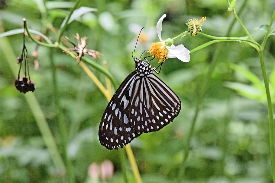 butterfly, insect, flower, animal wildlife, invertebrate, one animal HD wallpaper
