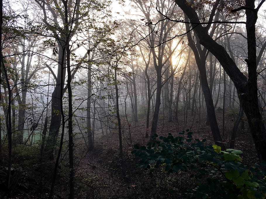forest, tree, trees, midwest, fall, sunrise, morning, mist HD wallpaper