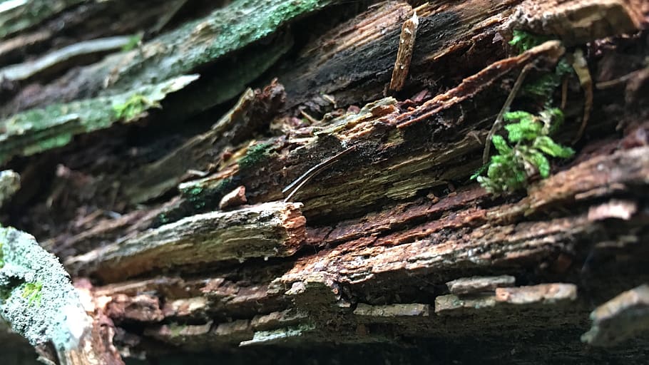 wood, tree, moss, textured, plant, close-up, wood - material HD wallpaper