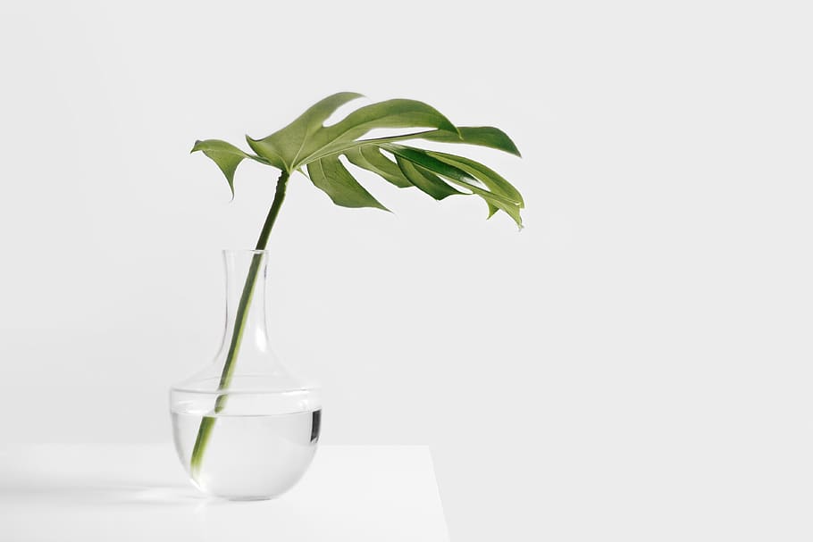 still, items, things, plant, stem, leaves, vase, water, transparent HD wallpaper