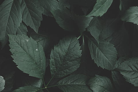 Layout of Green Leaves, background, close-up, color, colour, dark green plants HD wallpaper