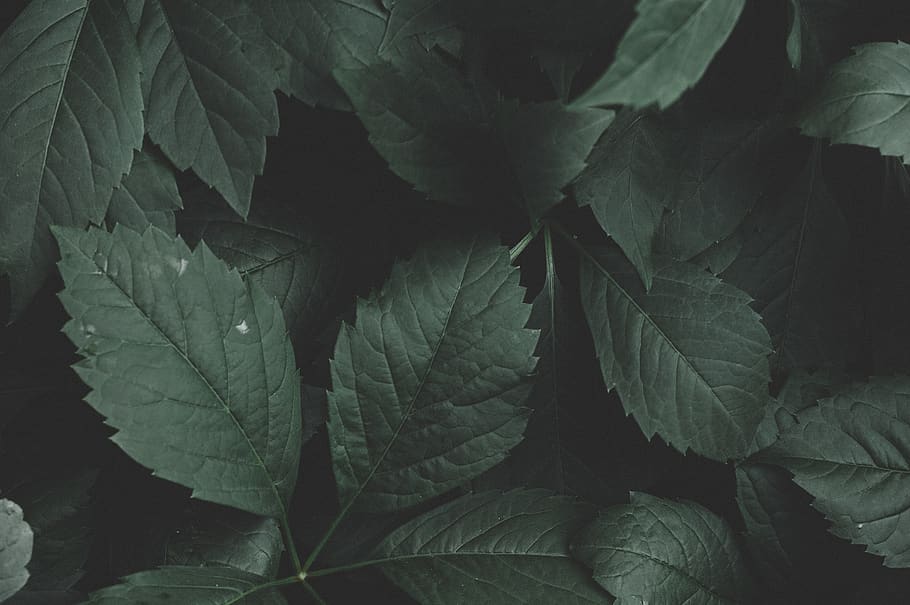 Dark Green Leaves Images  Free Download on Freepik