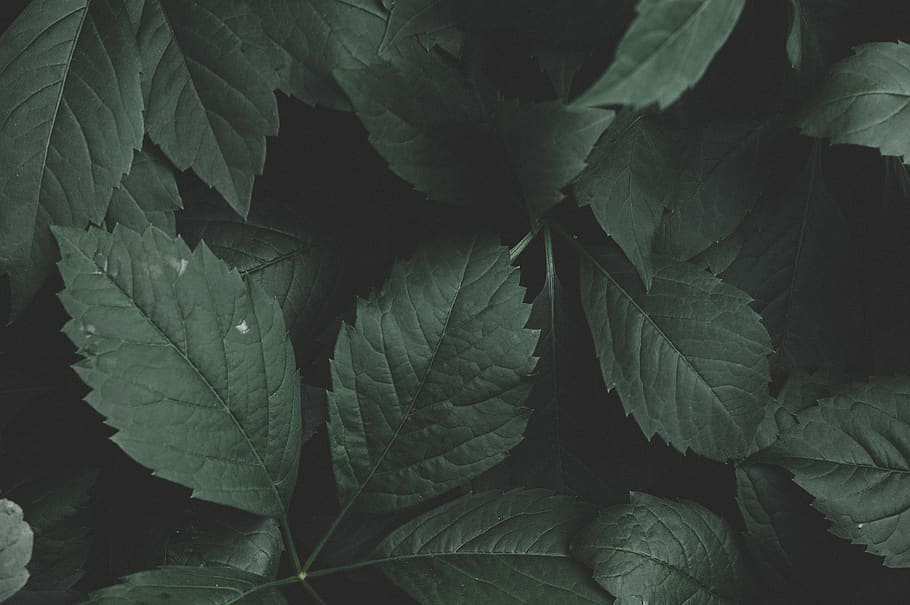 russia, uva, color, dark, green leaves, plant, close up, nature, HD wallpaper